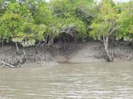 Sundarban