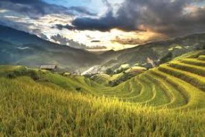 Happy Valley Tea Estate